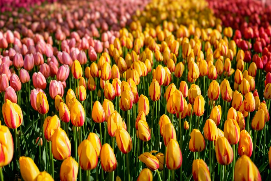 Blooming tulips flowerbed in Keukenhof flower garden, Netherland